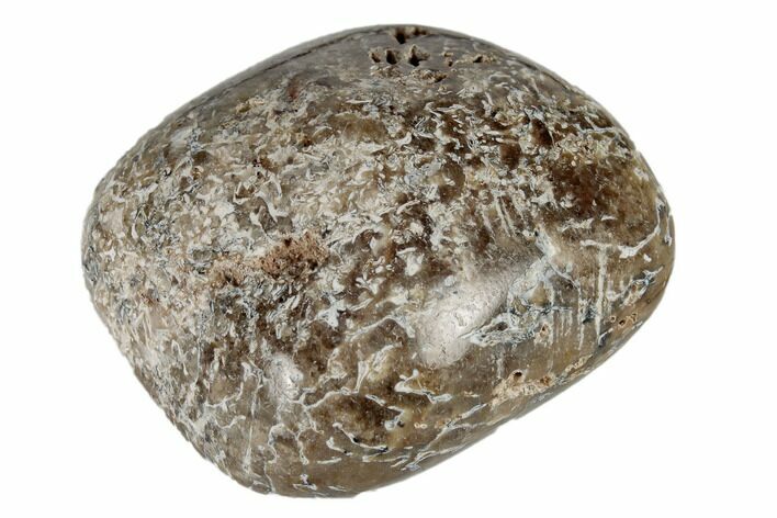 Polished Dinosaur Bone (Gembone) - Morocco #190041